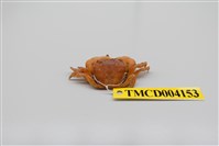 藏品(雙齒近相手蟹)的圖片